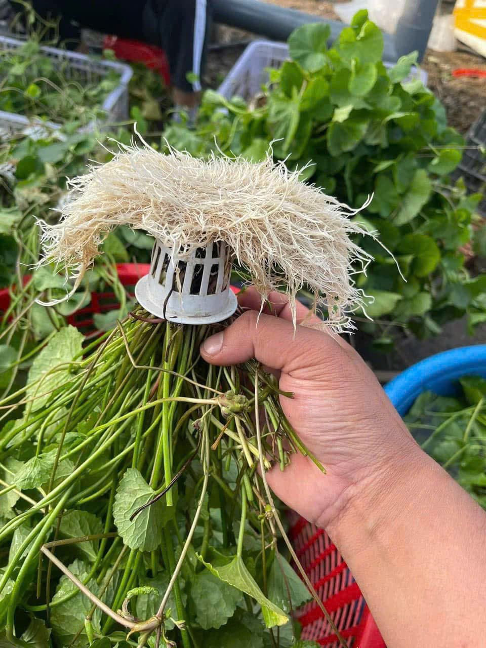 Bộ rễ rau má thủy canh trong rọ trồng