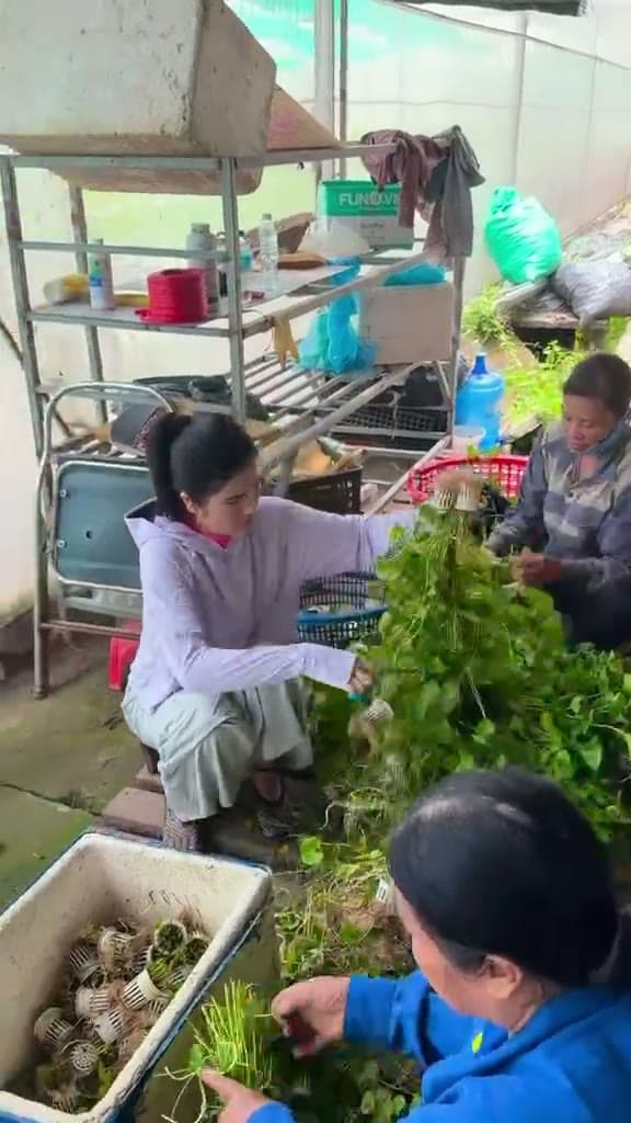 Tham quan cơ sở rau má Đặng Ngọc