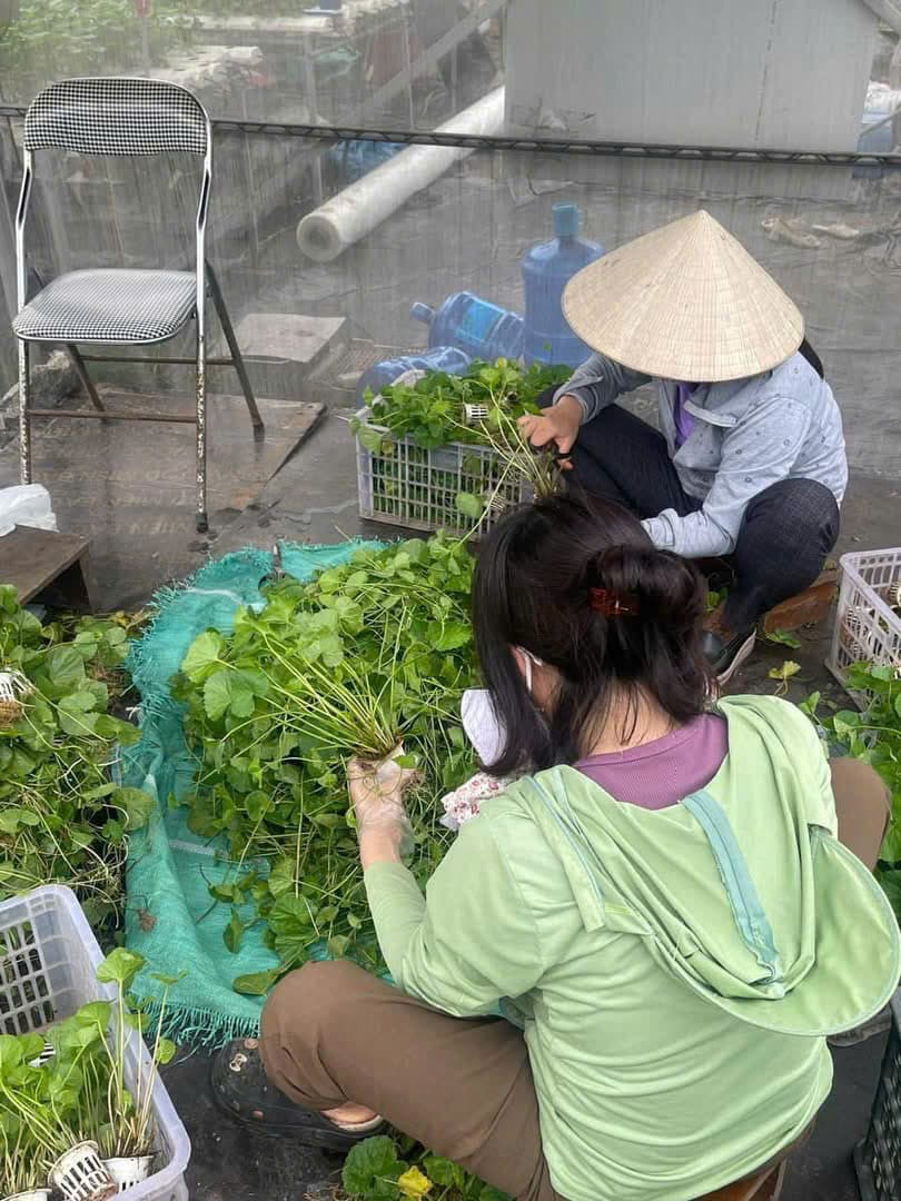 Rau má tươi được thu hoạch tại cơ sở